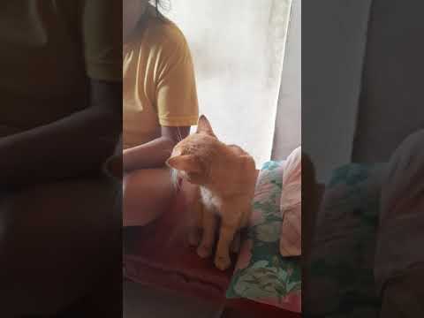 What Should I Do If My Cat Consumed Corned Beef?