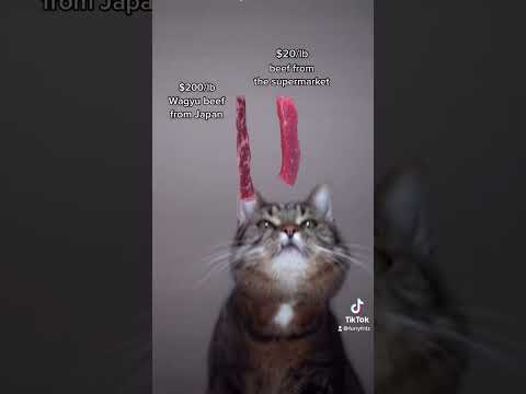 Steps to Take if My Cat Consumed Corned Beef