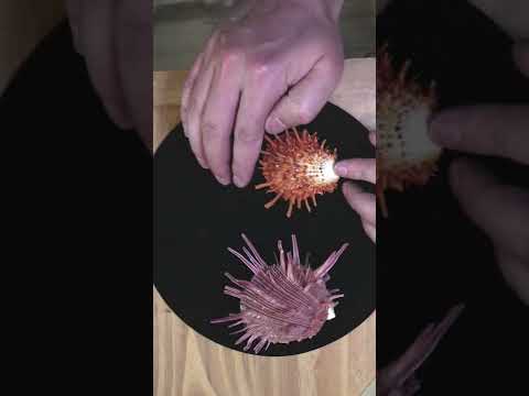 Exploring the Nature of Spiny Oyster Turquoise