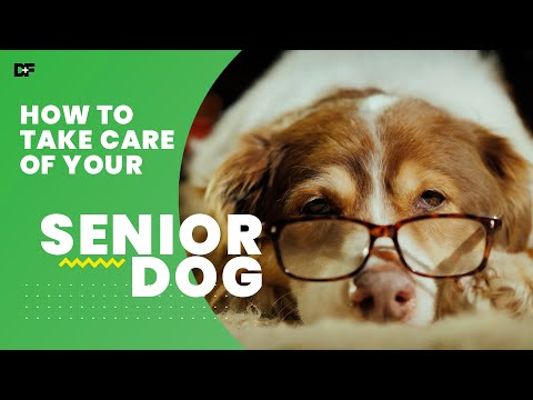 What Dog Food is Best for Senior Dogs' Health?