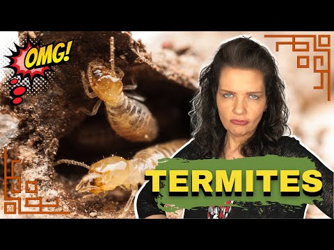 What is the appearance of termites in Georgia?