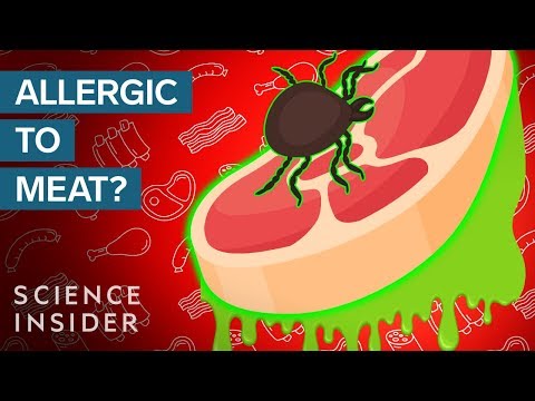 What are the factors contributing to meat intolerance?