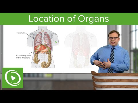 Which organ is located on the right side of your body?