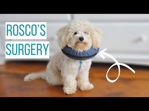 What to Anticipate Following Dog's Neutering Procedure