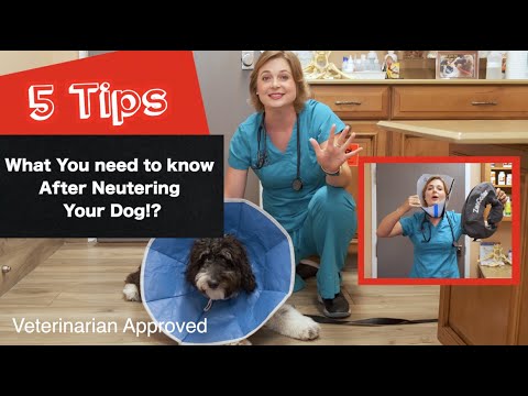 Post-Neutering: Anticipating Your Dog's Recovery