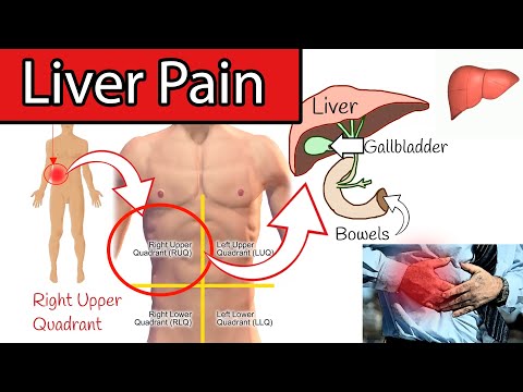 What is the organ located on the right side of your body?