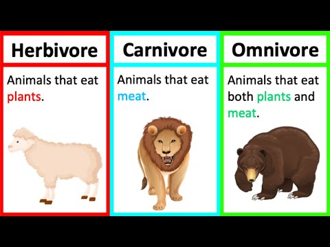 What Does Carnivore Mean?